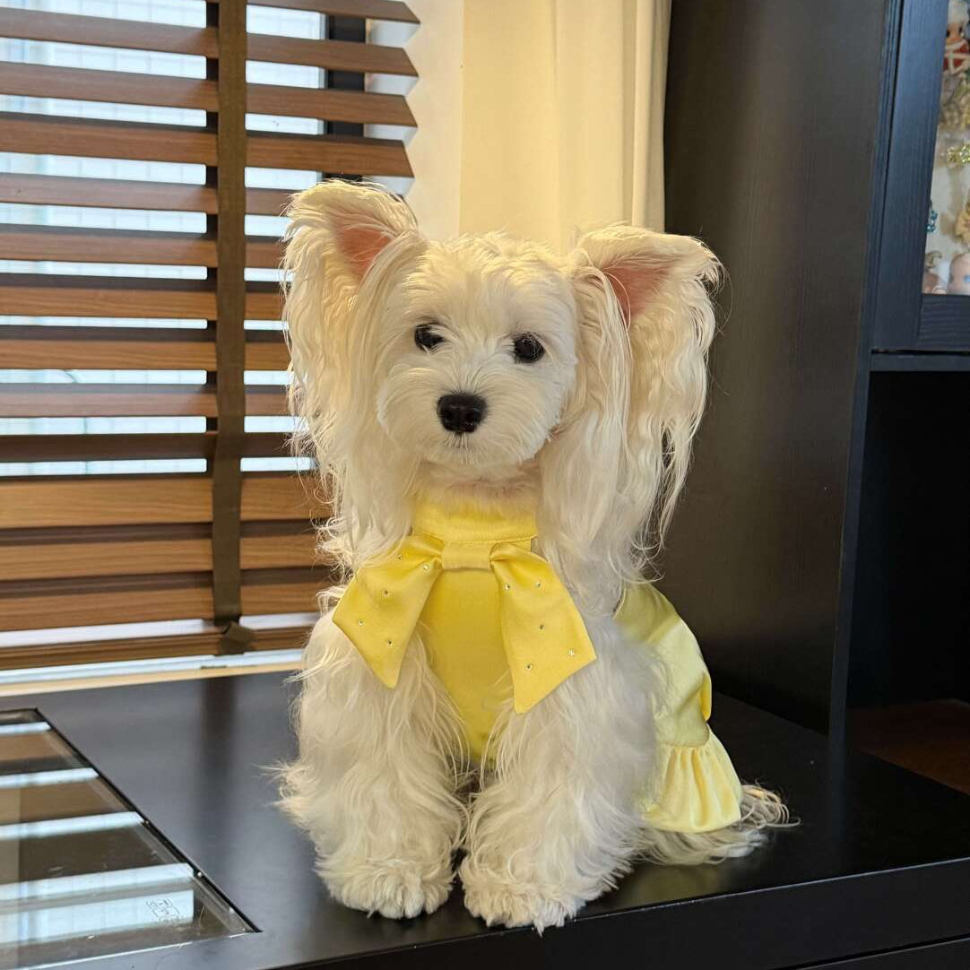 Small dog birthday dress with big bow for princess party photos