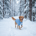 Pastel Pom-Pom Hooded Knit Pet Sweater