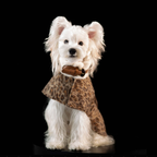 Trendy Leopard Print Pet Cape