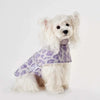 Small white dog wearing a purple leopard print pet sweater on a plain background